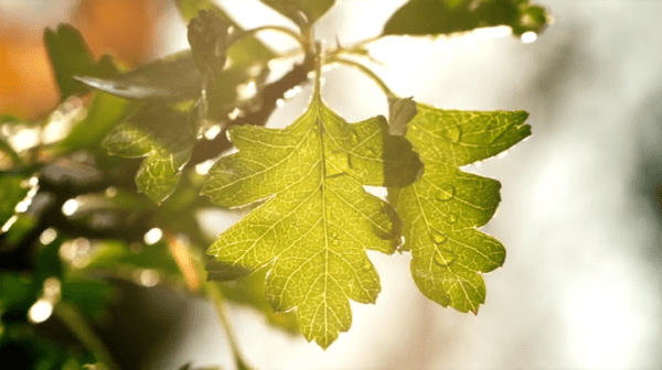 vlcsnap-2014-09-07-18h13m00s87